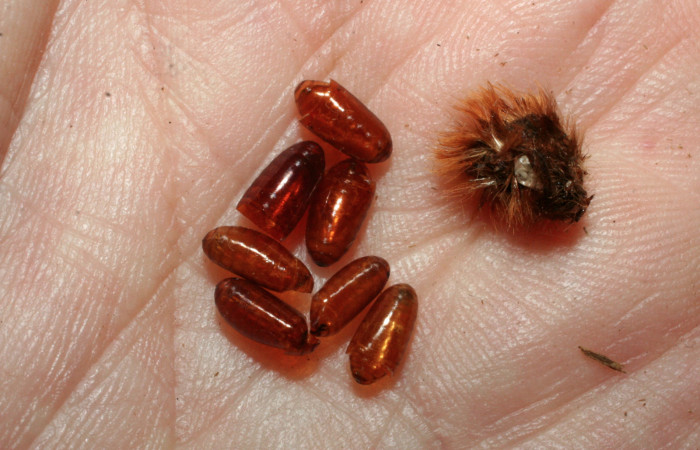 Figura 12. Restos de pupario de parásitos <i>Carcelia</i></i> Wood07 (Tachinidae) que ataca <i>Megalopyge dyari</i></i> (Megalopygidae), localidad Sendero Manguera Estación Biológica Quica, Sector Pitilla ACG (470m). Voucher: 08-SRNP-72532-DHJ462829.jpg.