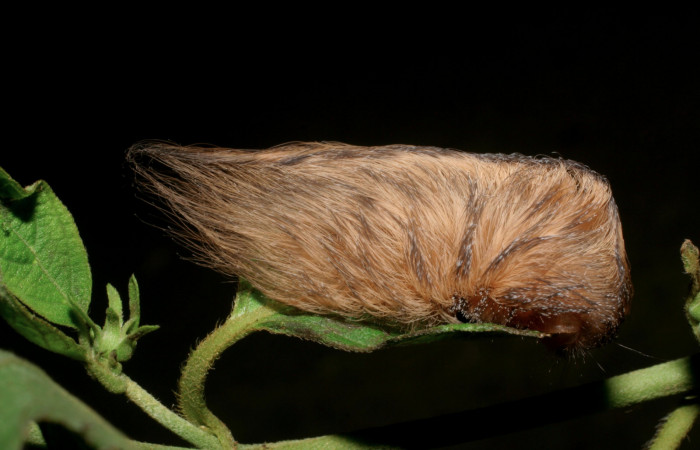 Figura 4. Larva <i>Megalopyge dyari</i></i> (Megalopygidae), último estadío (U) vista lateral, localidad Río Blanco Abajo, Sector San Cristóbal ACG (500m). Voucher: 09-SRNP-142-DHJ450170.jpg.