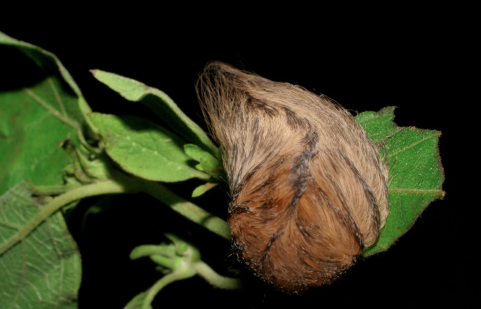 Figura 1. Larva <i>Megalopyge dyari</i></i> (Megalopygidae), último estadío (U) vista dorsal, localidad Río Blanco Abajo, Sector San Cristóbal ACG (500m). Voucher: 09-SRNP-142-DHJ450171.jpg.