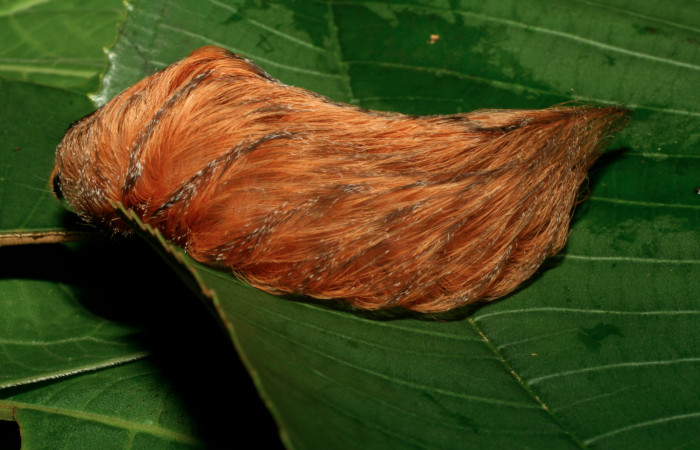 Figura 36. Larva <i>Megalopyge albicollis</i></i> (Megalopygidae), último estadío (U) vista lateral, localidad Estación Biológica Quica, Sector Pitilla ACG (470m). Voucher: 09-SRNP-30118-DHJ452091.jpg.