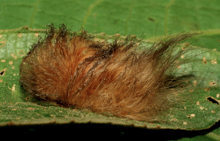 Figura 3. Larva <i>Megalopyge dyari</i></i> (Megalopygidae), penúltimo estadío (PU) vista lateral, localidad Estación Biológica Quica, Sector Pitilla ACG (470m). Voucher: 09-SRNP-30537-DHJ458184.jpg.
