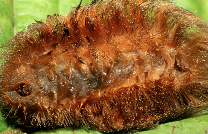 Figura 9. Larva <i>Megalopyge dyari</i></i> (Megalopygidae) parasitada por <i>Uramya lativittata</i></i> (Tachinidae), vista ventral, localidad Estación Biológica Quica, Sector Pitilla ACG (470m). Voucher: 09-SRNP-30931-DHJ458367.jpg.