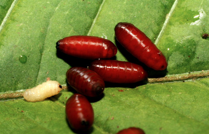 Figura 10. Puparios de parásitos <i>Uramya lativittata</i></i> (Tachinidae) que ataca <i>Megalopyge dyari</i></i> (Megalopygidae), vista dorsal, localidad Estación Biológica Quica, Sector Pitilla ACG (470m). Voucher: 09-SRNP-30931-DHJ458369.jpg.