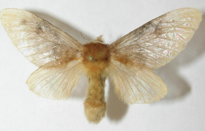 Figura 17. Adulto de <i>Megalopyge</i></i> dyariDHJ02 (Megalopygidae), vista dorsal, localidad Selva, Sector Rincón Rain Forest ACG (410m). Voucher: 10-SRNP-69651-DHJ538654.jpg.
