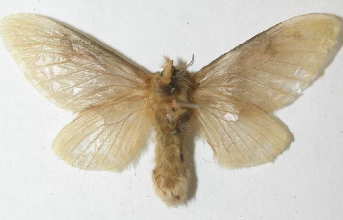 Figura 18. Adulto de <i>Megalopyge</i></i> dyariDHJ02 (Megalopygidae), vista ventral, localidad Selva, Sector Rincón Rain Forest ACG (410m). Voucher: 10-SRNP-69651-DHJ538655.jpg.