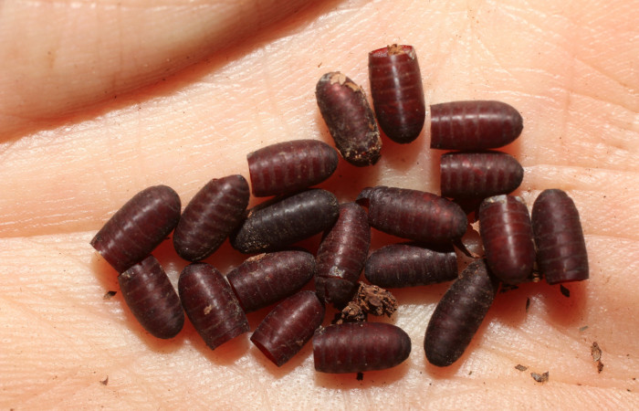 Figura 11. Restos de puparios de parásitos <i>Patelloa</i></i> xanthuraDHJ05 (Tachinidae) que ataca <i>Megalopyge dyari</i></i> (Megalopygidae), vista dorsal, localidad Calma Estación Biológica Quica, Sector Pitilla ACG (412m). Voucher: 10-SRNP-71251-DHJ498355.jpg.