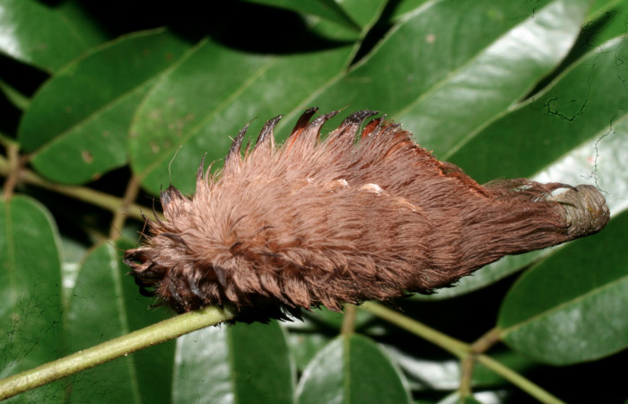 Figura 20. Larva <i>Megalopyge</i></i> dyariDHJ03 (Megalopygidae), último estadío (U) vista lateral, localidad Camino Pozo Tres, Sector Mundo Nuevo ACG (733m). Voucher: 11-SRNP-56367-DHJ497316.jpg.