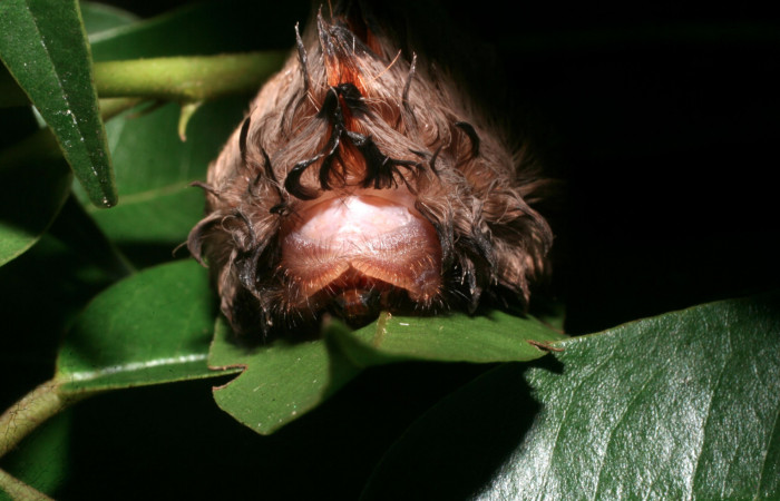 Figura 19. Larva <i>Megalopyge</i></i> dyariDHJ03 (Megalopygidae), último estadío (U) vista frontal, localidad Camino Pozo Tres, Sector Mundo Nuevo ACG (733m). Voucher: 11-SRNP-56367-DHJ497318.jpg.