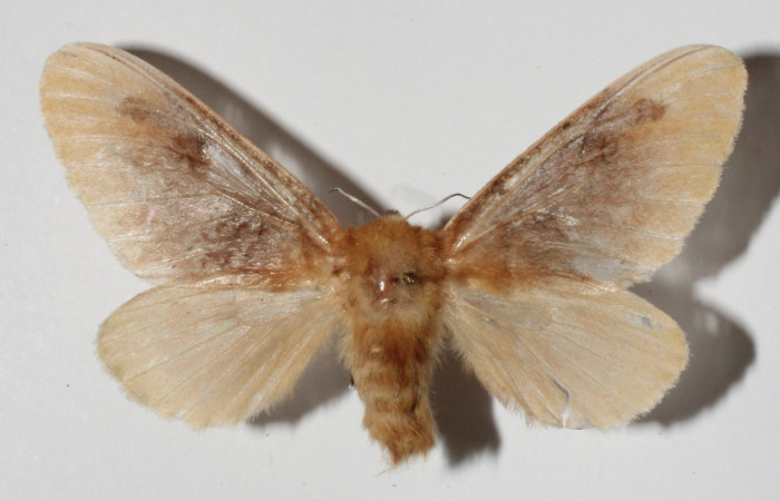 Figura 21. Adulto de <i>Megalopyge</i></i> dyariDHJ03 (Megalopygidae), vista dorsal, localidad Area Administrativa, Sector Santa Rosa ACG (295m). Voucher: 12-SRNP-13171-DHJ909328.jpg.