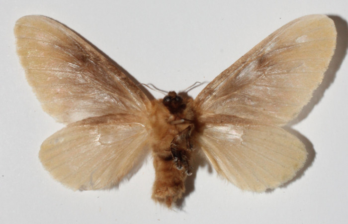 Figura 22. Adulto de <i>Megalopyge</i></i> dyariDHJ03 (Megalopygidae), vista ventral, localidad Area Administrativa, Sector Santa Rosa ACG (295m). Voucher: 12-SRNP-13171-DHJ909329.jpg.