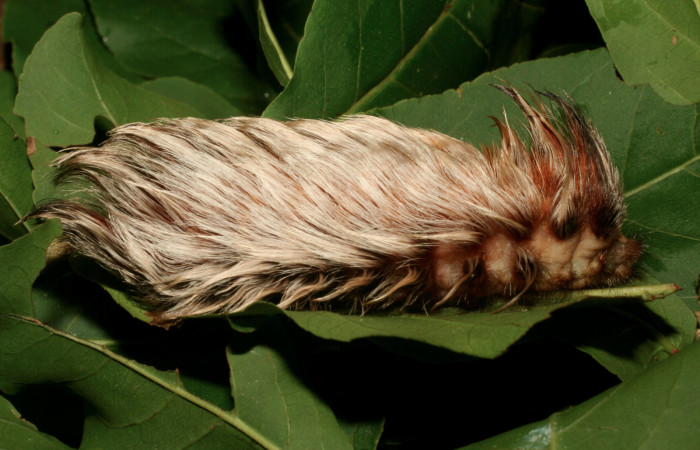 Figura 37. Larva <i>Megalopyge podalia</i></i> (Megalopygidae), último estadío (U) vista lateral, localidad Vado Ocotea, Sector Mundo Nuevo ACG (565m). Voucher: 12-SRNP-55940-DHJ491970.jpg.