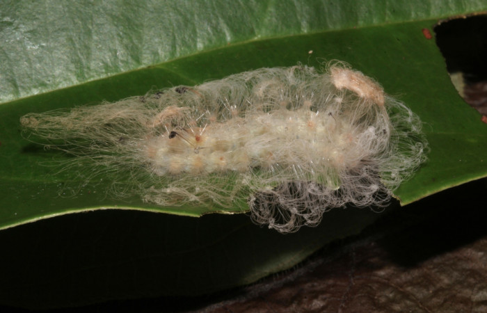 Figura 2. Larva <i>Megalopyge dyari</i></i> (Megalopygidae), tercer estadío (PPU) vista dorsal, localidad Sendero Laguna Sector, Pitilla ACG (680m). Voucher: 18-SRNP-30437-DHJ743814.jpg.