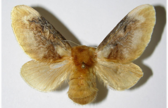 Figura 7. Adulto de <i>Megalopyge dyari</i></i> (Megalopygidae), hembra vista dorsal, localidad Luces, Sector Santa Rosa ACG (300m). Voucher: 79-SRNP-292-DHJ335660.jpg.