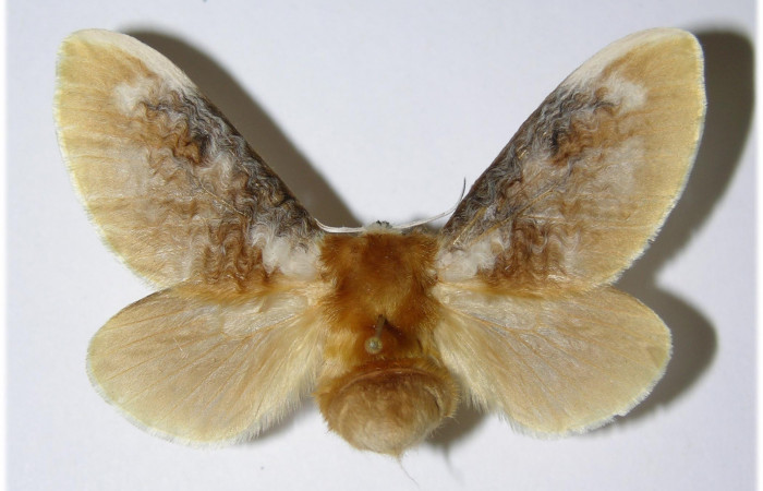 Figura 13. Adulto de <i>Megalopyge</i></i> dyariDHJ01 (Megalopygidae), hembra vista dorsal, localidad Bosque San Emilio, Sector Santa Rosa ACG (300m). Voucher: 90-SRNP-1393-DHJ335662.jpg.