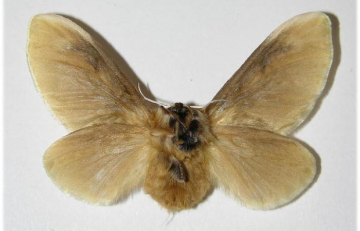 Figura 14. Adulto de <i>Megalopyge</i></i> dyariDHJ01 (Megalopygidae), hembra vista ventral, localidad Bosque San Emilio, Sector Santa Rosa ACG (300m). Voucher: 90-SRNP-1393-DHJ335663.jpg.
