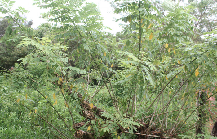 Figura 39. Planta hospedera de <i>Megalopyge dyari</i></i> (Megalopygidae), planta llamada <i>Gliricidia sepium</i></i> (Fabaceae), localidad Estación Biológica Quica Sector Pitilla ACG (470m), foto: Ricardo Calero 28 Octubre 2020.