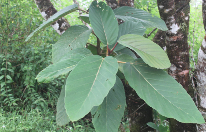 Figura 38. Planta hospedera de <i>Megalopyge dyari</i></i> (Megalopygidae), planta llamada <i>Coussapoa nymphaeifolia</i></i> (Urticaceae), localidad Estación Biológica Quica Sector Pitilla ACG (470m), foto: Ricardo Calero 28 Octubre 2020.