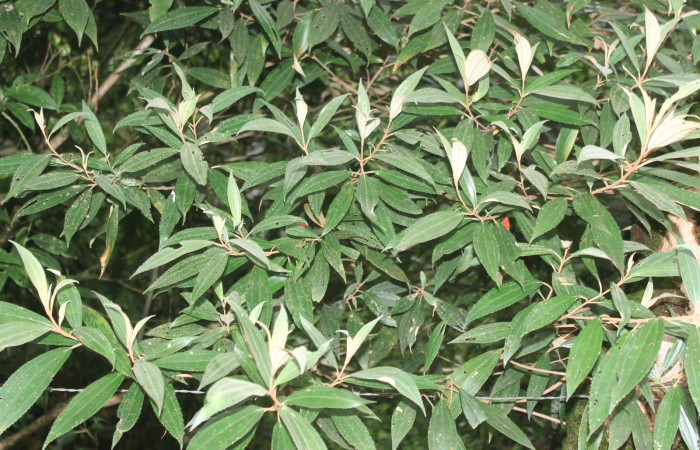 Figura 40. Planta hospedera de <i>Megalopyge dyari</i></i> (Megalopygidae), planta llamada <i>Conostegia xalapensis</i></i> (Melastomataceae), localidad Estación Biológica Quica Sector Pitilla ACG (470m), foto: Ricardo Calero 28 Octubre 2020.