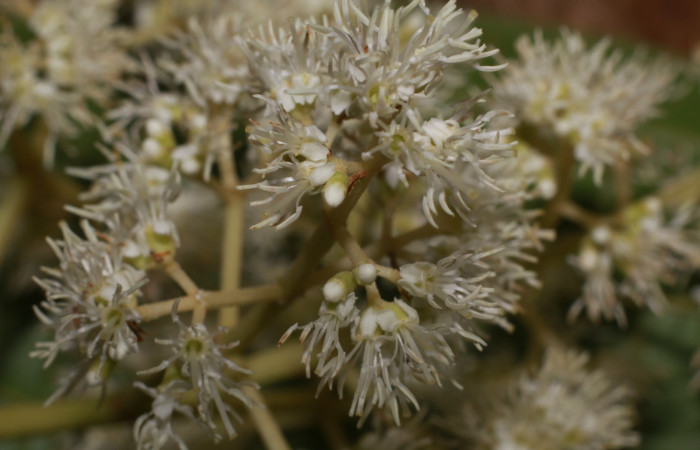 Figura. 10 Flores en racimos, <i>Miconia Affinis</i></i>, (Melastomataceae). Area de Conservación Guanacaste, Sector Rincón Rain Forest, Estación Leiva, Cafecito, (elevación 410 metros). Colectada el 19 mayo 2020. Foto, Jorge Hernández.
