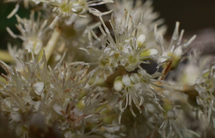 Figura. 11 Flores en racimos, <i>Miconia Affinis</i></i>, (Melastomataceae). Area de Conservación Guanacaste, Sector Rincón Rain Forest, Estación Leiva, Cafecito, (elevación 410 metros). Colectada el 19 mayo 2020. Foto, Jorge Hernández.