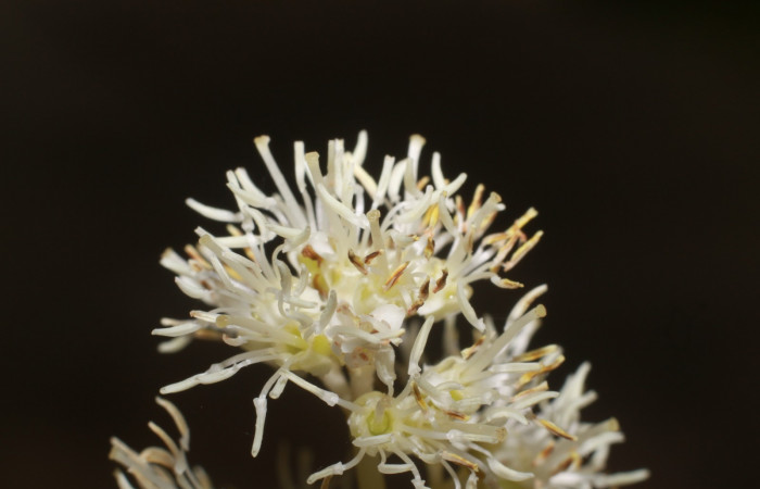 Figura. 12 Flores en racimos, <i>Miconia Affinis</i></i>, (Melastomataceae). Area de Conservación Guanacaste, Sector Rincón Rain Forest, Estación Leiva, Cafecito, (elevación 410 metros). Colectada el 19 mayo 2020. Foto, Jorge Hernández.