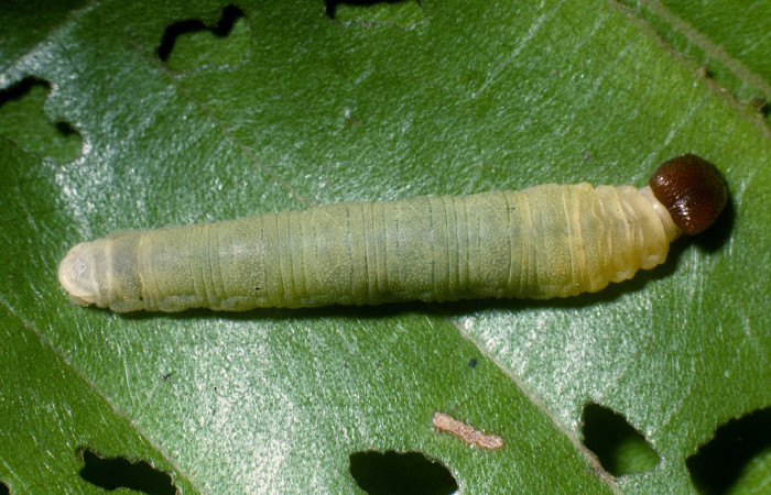 Figura. 13 Larva <i>Tosta platypterus</i></i> (Hesperiidae), posición dorsal alimentándose en <i>Miconia affinis</i></i>, (Melastomataceae). (04-SRNP-41584-DHJ87011.jpg).