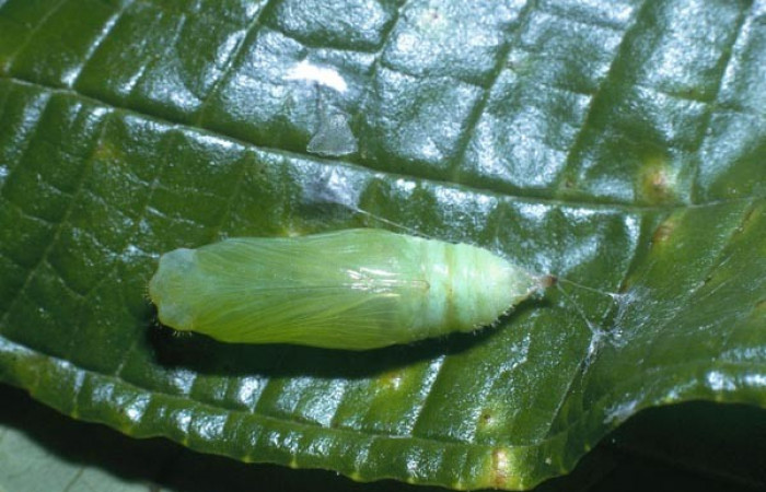 Figura. 14 Pupa <i>Tosta platypterus</i></i> (Hesperiidae), posición dorsal entero. (04-SRNP-40791-DHJ83214.jpg).
