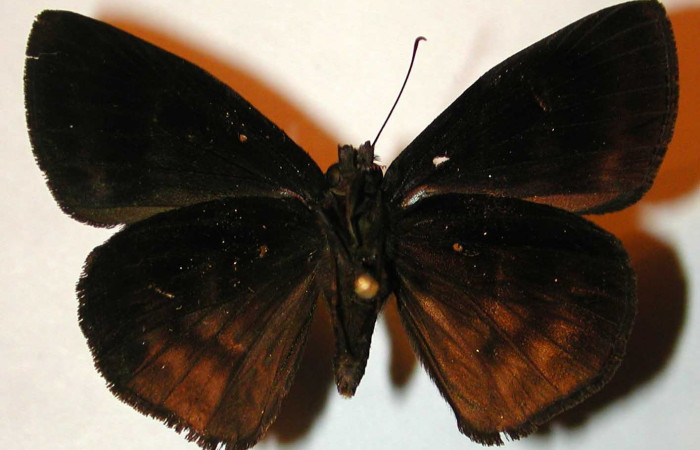 Figura 15. Adulto <i>Tosta platypterus</i></i> (Hesperiidae, vista dorsal. (00-SRNP-22313-DHJ32905).