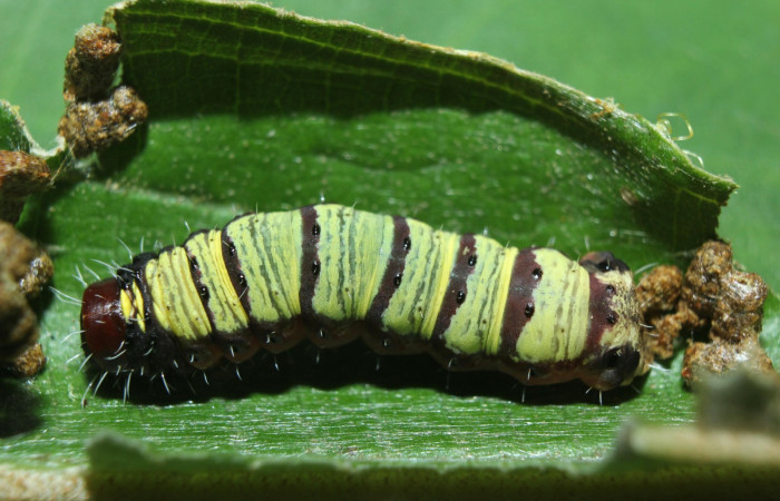 Figura. 16 Larva <i>Druentica inscita</i></i> (Mimallonidae), posición dorsal entero, alimentándose en <i>Miconia affinis</i></i>, (Melastomataceae). (15-SRNP-71088-DHJ727572.jpg).
