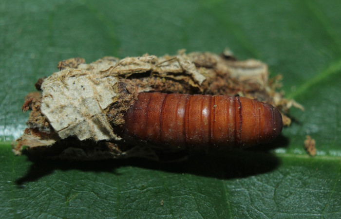 Figura. 17 Pupa <i>Druentica inscita</i></i> (Mimallonidae), posición dorsal. (16-SRNP-71088-DHJ727706.jpg).