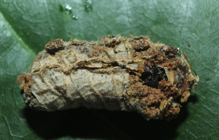 Figura. 18 Pupa <i>Druentica inscita</i></i> (Mimallonidae), dentro de su casita. (17-SRNP-71088-DHJ727703.jpg).