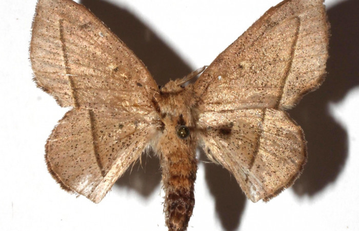 Figura 19. Adulto <i>Druentica inscita</i></i> (Mimallonidae), vista dorsal. ( 18-SRNP-30023-DHJ930624).