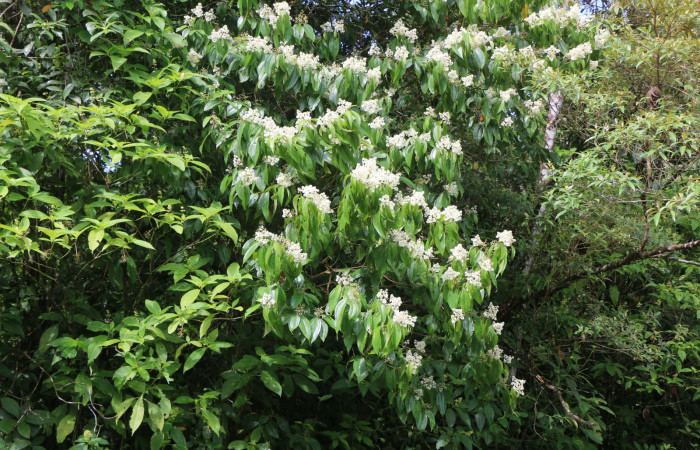 Figura. 1 Habitad, <i>Miconia Affinis</i></i>, (Melastomataceae). Area de Conservación Guanacaste, Sector Rincón Rain Forest, Estación Leiva, Cafecito, (elevación 410 metros). Colectada el 19 mayo 2020. Foto, Jorge Hernández.