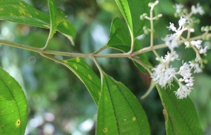 Figura. 2 Posición de hojas, <i>Miconia Affinis</i></i>, (Melastomataceae). Area de Conservación Guanacaste, Sector Rincón Rain Forest, Estación Leiva, Cafecito, (elevación 410 metros). Colectada el 19 mayo 2020. Foto, Jorge Hernández.

