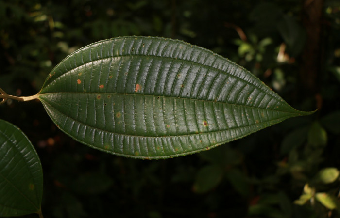 Figura. 3 Hojas haz, <i>Miconia Affinis</i></i>, (Melastomataceae). Area de Conservación Guanacaste, Sector Rincón Rain Forest, Estación Leiva, Cafecito, (elevación 410 metros). Colectada el 19 mayo 2020. Foto, Jorge Hernández.