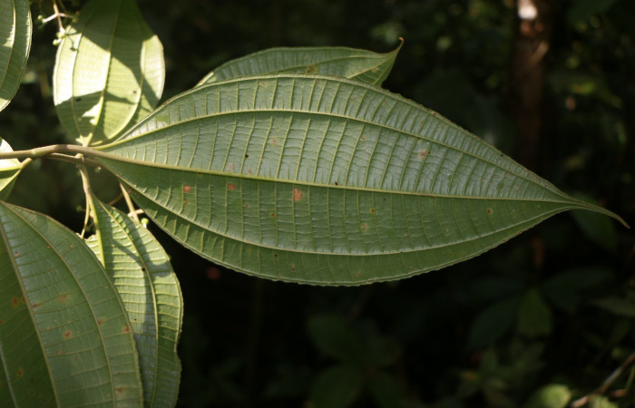 Figura. 4 Hojas envés, <i>Miconia Affinis</i></i>, (Melastomataceae). Area de Conservación Guanacaste, Sector Rincón Rain Forest, Estación Leiva, Cafecito, (elevación 410 metros). Colectada el 19 mayo 2020. Foto, Jorge Hernández.
