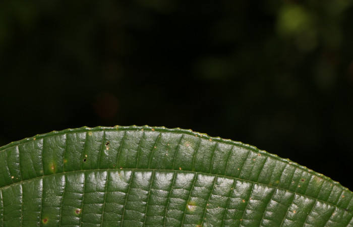 Figura. 5 Hojas margen, <i>Miconia Affinis</i></i>, (Melastomataceae). Area de Conservación Guanacaste, Sector Rincón Rain Forest, Estación Leiva, Cafecito, (elevación 410 metros). Colectada el 19 mayo 2020. Foto, Jorge Hernández.