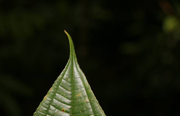 Figura. 6 Hojas ápice, <i>Miconia Affinis</i></i>, (Melastomataceae). Area de Conservación Guanacaste, Sector Rincón Rain Forest, Estación Leiva, Cafecito, (elevación 410 metros). Colectada el 19 mayo 2020. Foto, Jorge Hernández.