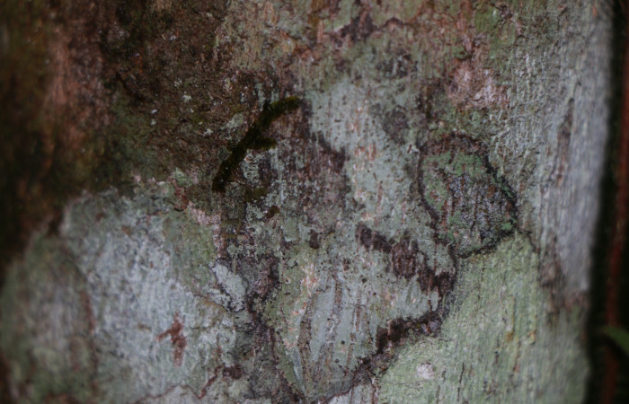 Figura. 7 Corteza, <i>Miconia Affinis</i></i>, (Melastomataceae). Area de Conservación Guanacaste, Sector Rincón Rain Forest, Estación Leiva, Cafecito, (elevación 410 metros). Colectada el 19 mayo 2020. Foto, Jorge Hernández.
