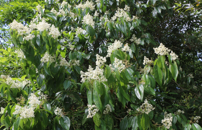 Figura. 8 Flores en ramas, <i>Miconia Affinis</i></i>, (Melastomataceae). Area de Conservación Guanacaste, Sector Rincón Rain Forest, Estación Leiva, Cafecito, (elevación 410 metros). Colectada el 19 mayo 2020. Foto, Jorge Hernández.
