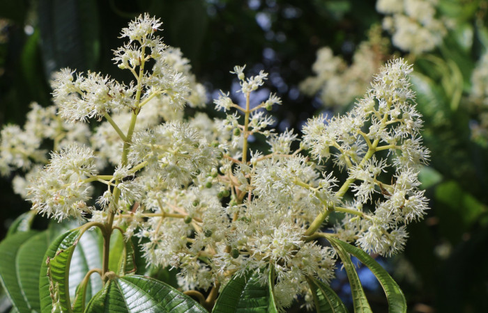 Figura. 9 Flores en ramas, <i>Miconia Affinis</i></i>, (Melastomataceae). Area de Conservación Guanacaste, Sector Rincón Rain Forest, Estación Leiva, Cafecito, (elevación 410 metros). Colectada el 19 mayo 2020. Foto, Jorge Hernández.