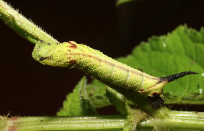 Figura 2. <i>Lintneria merops</i></i> (Sphingidae) último estadio, posición dorsal, Sector San Cristóbal, Tajo Angeles. Voucher 18-SRNP-2041-DHJ705603.jpg.