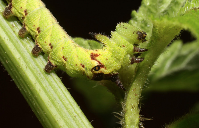 Figura 4. <i>Lintneria merops</i></i> (Sphingidae) último estadio, posición lateral, Sector San Cristóbal, Tajo Angeles. Voucher 18-SRNP-2041-DHJ705610.jpg.