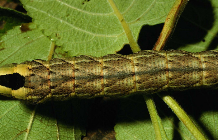 Figura 5. <i>Lintneria</i></i> meropsDHJ02 (Sphingidae) último estadio, posición dorsal, Sector Santa Rosa, Potrero Batalla. Voucher 98-SRNP-10438-DHJ47008.jpg.