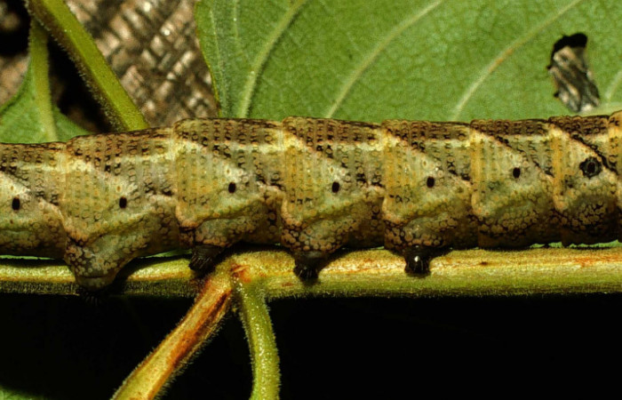 Figura 6. <i>Lintneria</i></i> meropsDHJ02 (Sphingidae) último estadio, posición dorsal, Sector Santa Rosa, Potrero Batalla. Voucher 98-SRNP-10438-DHJ47010.jpg.
