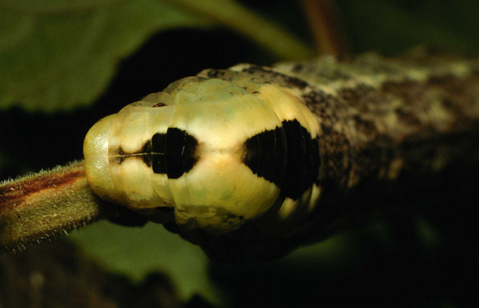 Figura 8. <i>Lintneria</i></i> meropsDHJ02 (Sphingidae) último estadio, posición frontal, Sector Santa Rosa, Potrero Batalla. Voucher 98-SRNP-10438-DHJ47012.jpg.
