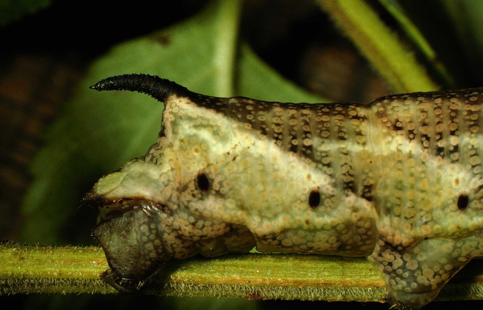 Figura 7. <i>Lintneria</i></i> meropsDHJ02 (Sphingidae) último estadio, posición trasera, Sector Santa Rosa, Potrero Batalla. Voucher 98-SRNP-10438-DHJ47018.jpg.