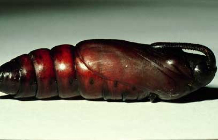 Figura 9. Pupa de <i>Lintneria merops</i></i> (Sphingidae) último estadio, posición lateral, Sector Santa Rosa, Potrero Batalla. Voucher 98-SRNP-10439-DHJ47026.jpg.
