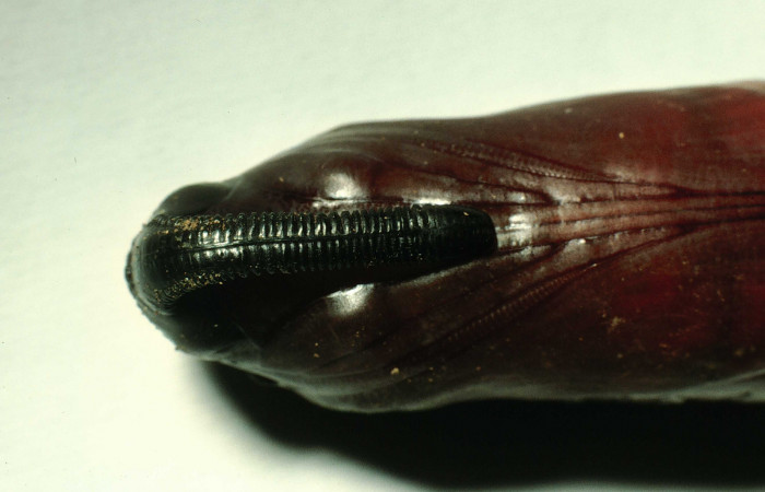 Figura 10. Pupa de <i>Lintneria merops</i></i> (Sphingidae) último estadio, posición ventral, Sector Santa Rosa, Potrero Batalla. Voucher 98-SRNP-10439-DHJ47034.jpg.