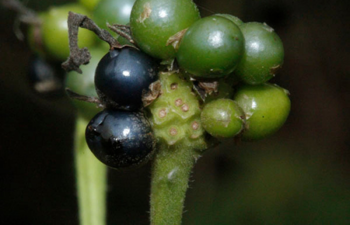 Figura 15. Fruto de Planta Hospedera (Verbenaceae) <i>Lantana camara</i></i> de <i>Lintneria merops</i></i> (Sphingidae). Quebrada Garcia. Foto. Gloria Sihezar. Noviembre 2020.
